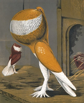 Features Gallery: Yellow-Pied Pouter Cock Pigeon