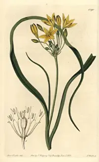 Sydenhamedwards Prints: Yellow prettyface, Triteleia ixioides subsp ixioides