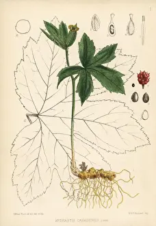 Canadensis Prints: Yellow puccoon or goldenseal, Hydrastis canadensis