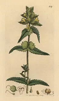 Rattle Prints: Yellow rattle, Rhinanthus crista-galli