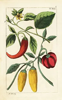 Yellow and red bell chili peppers, Capsicum annuum