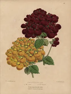 Honywood Prints: Yellow and red calceolaria varieties, Mrs Paul