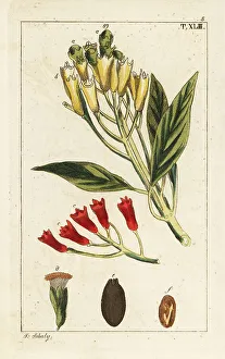 Spice Prints: Yellow and red clove spice, Syzygium aromaticum