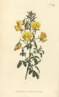 Stephen Couchman Prints: Yellow restharrow, Ononis natrix