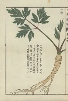 Stem Prints: Yellow root, stem and green leaves of lovage