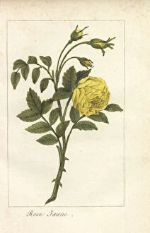 Engraved Collection: Yellow rose, Rosa lutea