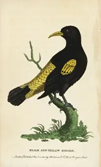 Naturalistspocketmagazine Prints: Yellow rumped cacique, Cacicus cela