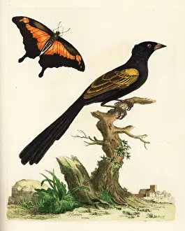 Oriole Prints: Yellow-shouldered oriole, Icterus pyrrhopterus