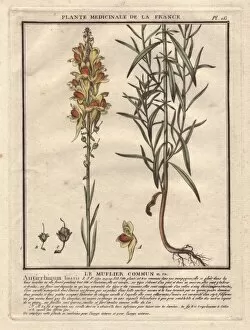 Antirrhinum Gallery: Yellow snapdragon, Antirrhinum vulgare