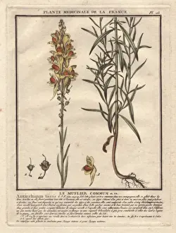 Vulgare Prints: Yellow snapdragon, Antirrhinum vulgare