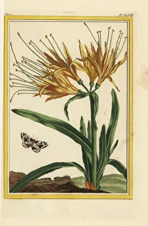 Lily Gallery: Yellow spider lily, Lycoris aurea