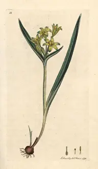 Ornithogalum Prints: Yellow star of Bethlehem, Gagea lutea