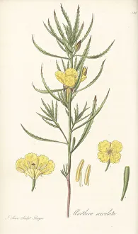 Exotic Flora Prints: Yellow sundrops, Calylophus serrulatus