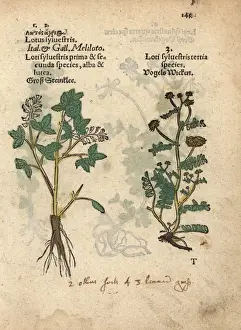 Lotus Prints: Yellow sweet clover species, Melilotus officinalis
