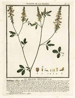 Plante De La France Prints: Yellow sweet clover, yellow melilot, ribbed melilot, Melilotus m