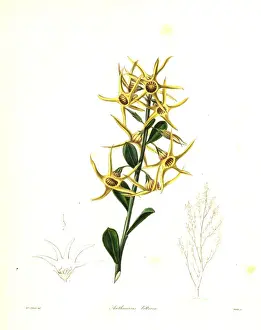 Yellow tailflower or sea-coast anthocercis