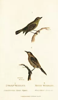Yellow thornbill and golden-headed cisticola