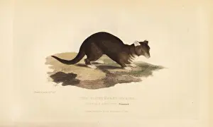 Weasel Prints: Yellow-throated marten, Martes flavigula