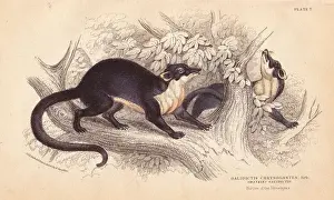 Yellow throated marten, Martes flavigula