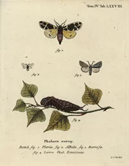 Esper Collection: Yellow tiger moth, white ermine larva, etc