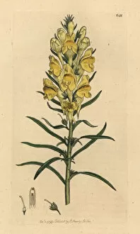 Antirrhinum Gallery: Yellow toad-flax, Linaria vulgaris