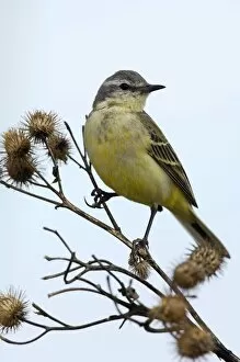 Alarmed Collection: Yellow Wagtail - adult female - alarmed on a dry