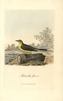 Flava Prints: Yellow wagtail, Motacilla flava