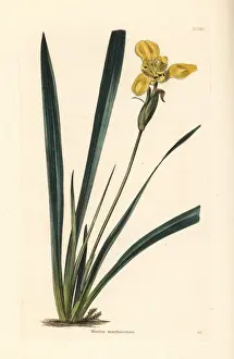 Yellow walking iris, Trimezia martinicensis