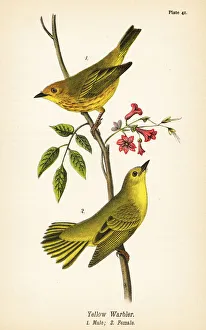Benjamin Prints: Yellow warbler, Setophaga petechia
