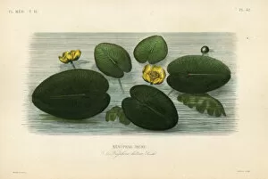 Yellow water-lily, Nuphar lutea