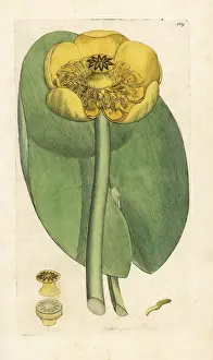 Nymphaea Prints: Yellow waterlily, Nuphar lutea