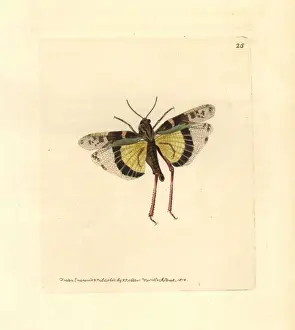 Locust Prints: Yellow-winged locust, Gastrimargus musicus