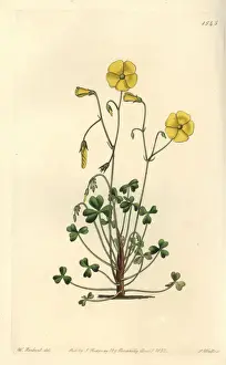 Yellow woodsorrel, Oxalis micrantha