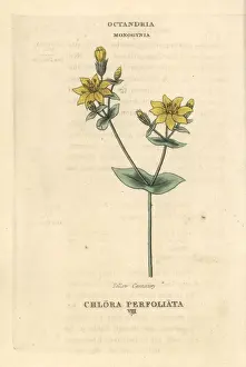 Centaury Prints: Yellow-wort, Blackstonia perfoliata