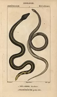 Jussieu Gallery: Yellowbelly sea snake, Pelamis platura