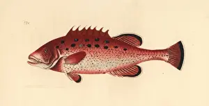 Yellowfin grouper, Mycteroperca venenosa Near threatened