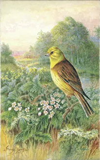 Yellowhammer Prints: Yellowhammer