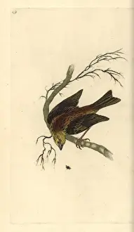 Yellowhammer Prints: Yellowhammer, Emberiza citrinella