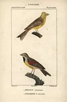 Yellowhammer, Emberiza citrinella, and dickcissel