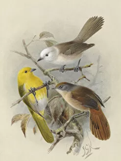 Keulemans Collection: Yellowhead, Whitehead, Brown Creeper
