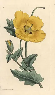 Flavum Prints: Yellowhorn poppy, Glaucium flavum