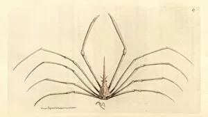 Yellowline arrow crab, Stenorhynchus seticornis