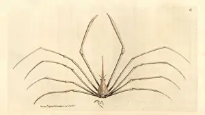 Elford Prints: Yellowline arrow crab, Stenorhynchus seticornis