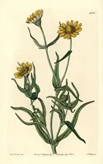 Yellowray goldfields, Lasthenia glabrata