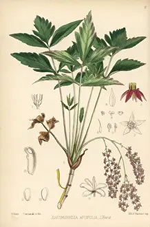 Medicinal Prints: Yellowroot, Xanthorhiza simplicissima