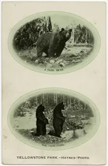 Wyoming Prints: Yellowstone National Park, USA - A Park Bear and twin cubs