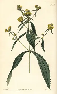 Yellowtops, Flaveria bidentis