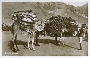 Yemeni Prints: Yemen - Aden Camels
