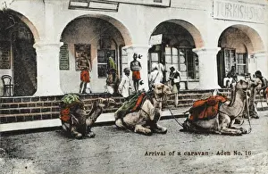 Yemeni Prints: Yemen - Arrival of a camel caravan, Aden