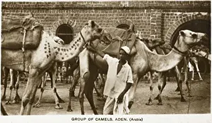 Yemeni Prints: Yemen - Camel Caravan, Aden